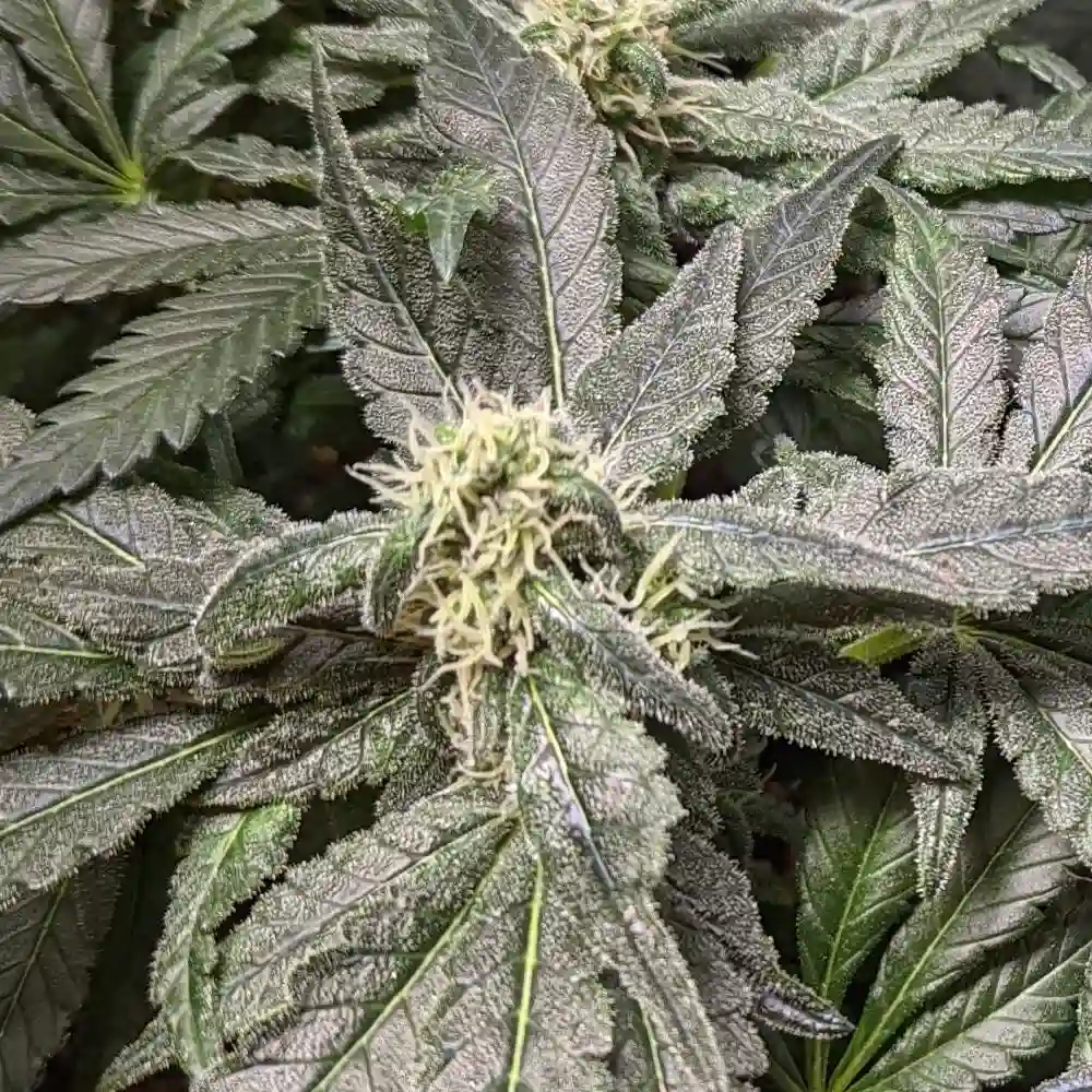 Grow Info God's Gift