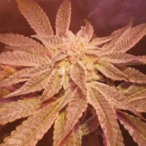Grand Daddy Purple x DoSiDos cannabis plant under grow lights, showcasing dense trichomes and large fan leaves in a vibrant indoor setup