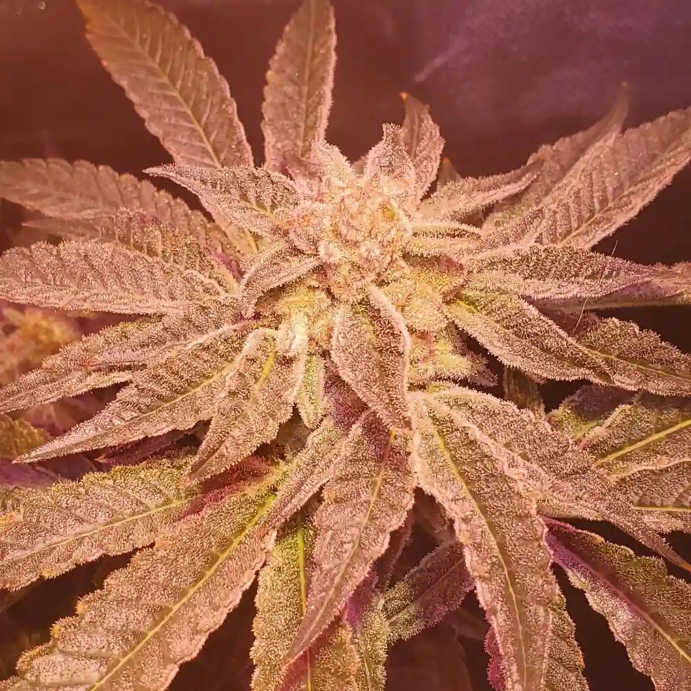 Grand Daddy Purple x DoSiDos cannabis plant under grow lights, showcasing dense trichomes and large fan leaves in a vibrant indoor setup