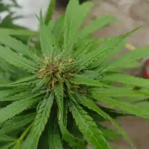 Grand Daddy x Bruce Banner Regular cannabis plant with lush green leaves and visible trichomes, captured in an outdoor grow setting