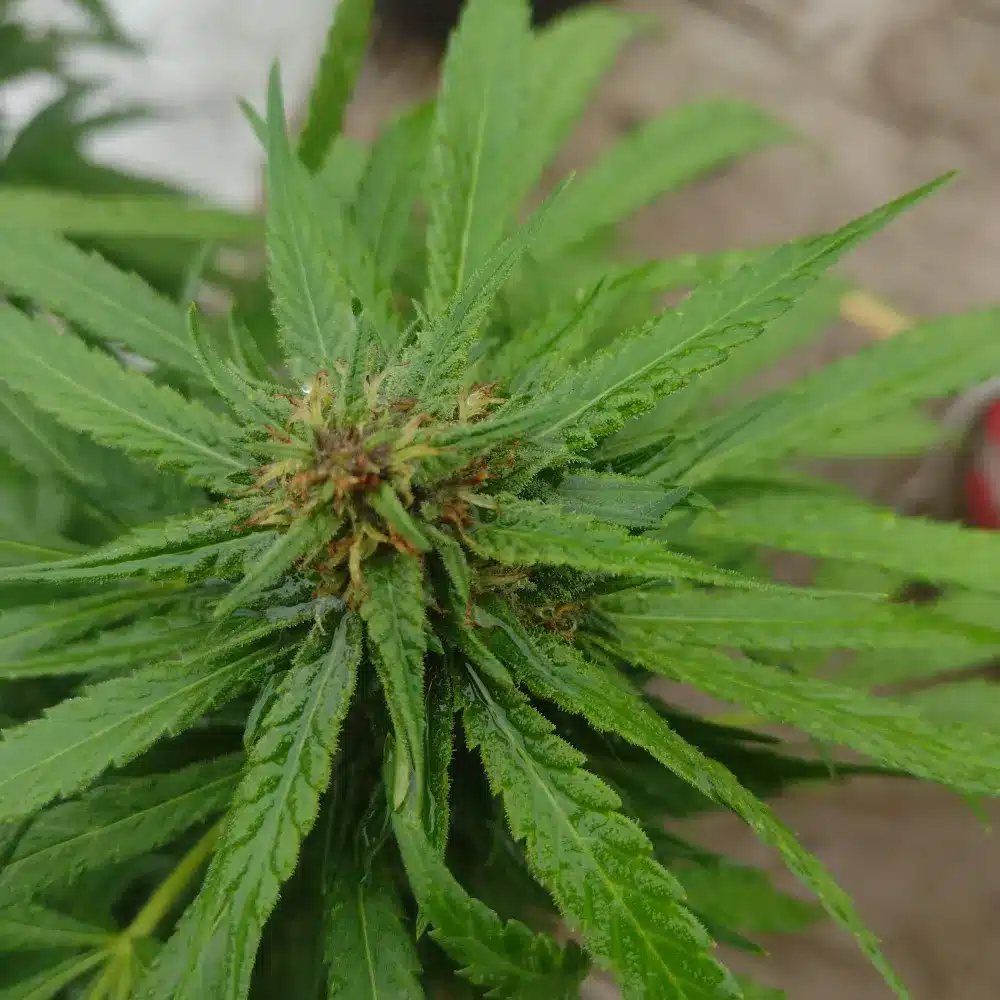 Grand Daddy x Bruce Banner Regular cannabis plant with lush green leaves and visible trichomes, captured in an outdoor grow setting