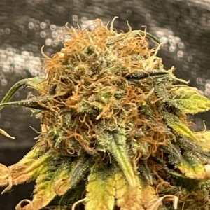 Grow Info Harlequin Kimbo Kush F Version