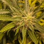 Grow Info Hindu Kush Autoflowering