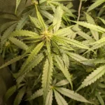 Hindi Kush Regular plant in its buds