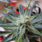 Plant and bud of Jack Herer x Gorilla Glue Auto