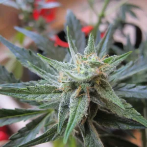 Plant and bud of Jack Herer x Gorilla Glue Auto