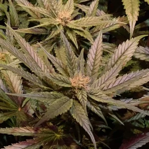 Jungle Breath Weed Strain plant and its buds