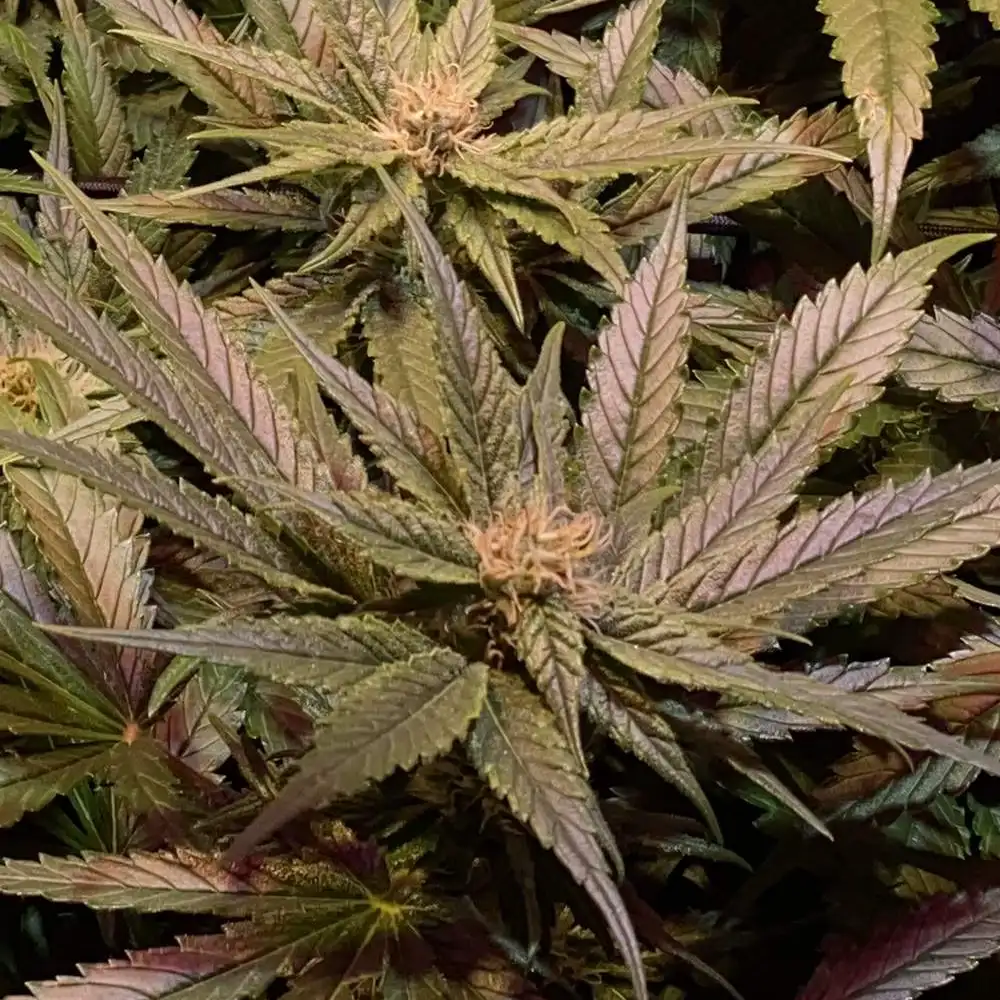 Jungle Breath Weed Strain plant and its buds
