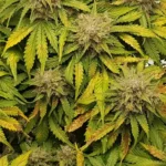 Lemon Haze Auto F1 plant and its buds