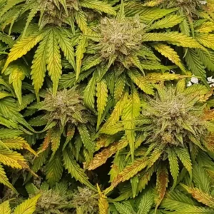 Lemon Haze Auto F1 plant and its buds