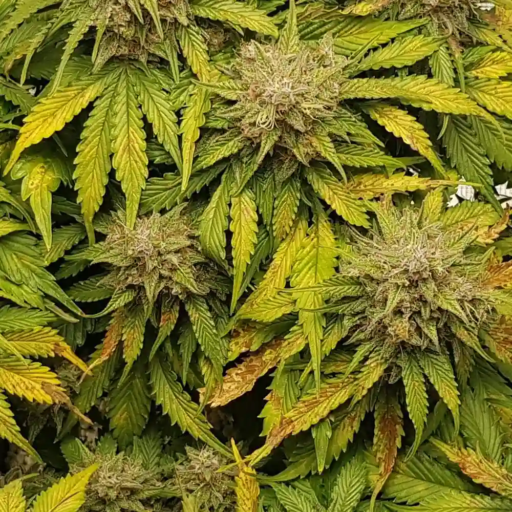 Lemon Haze Auto F1 plant and its buds