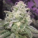 Mac Burger OG Strain plant and its buds