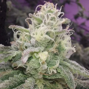 Mac Burger OG Strain plant and its buds