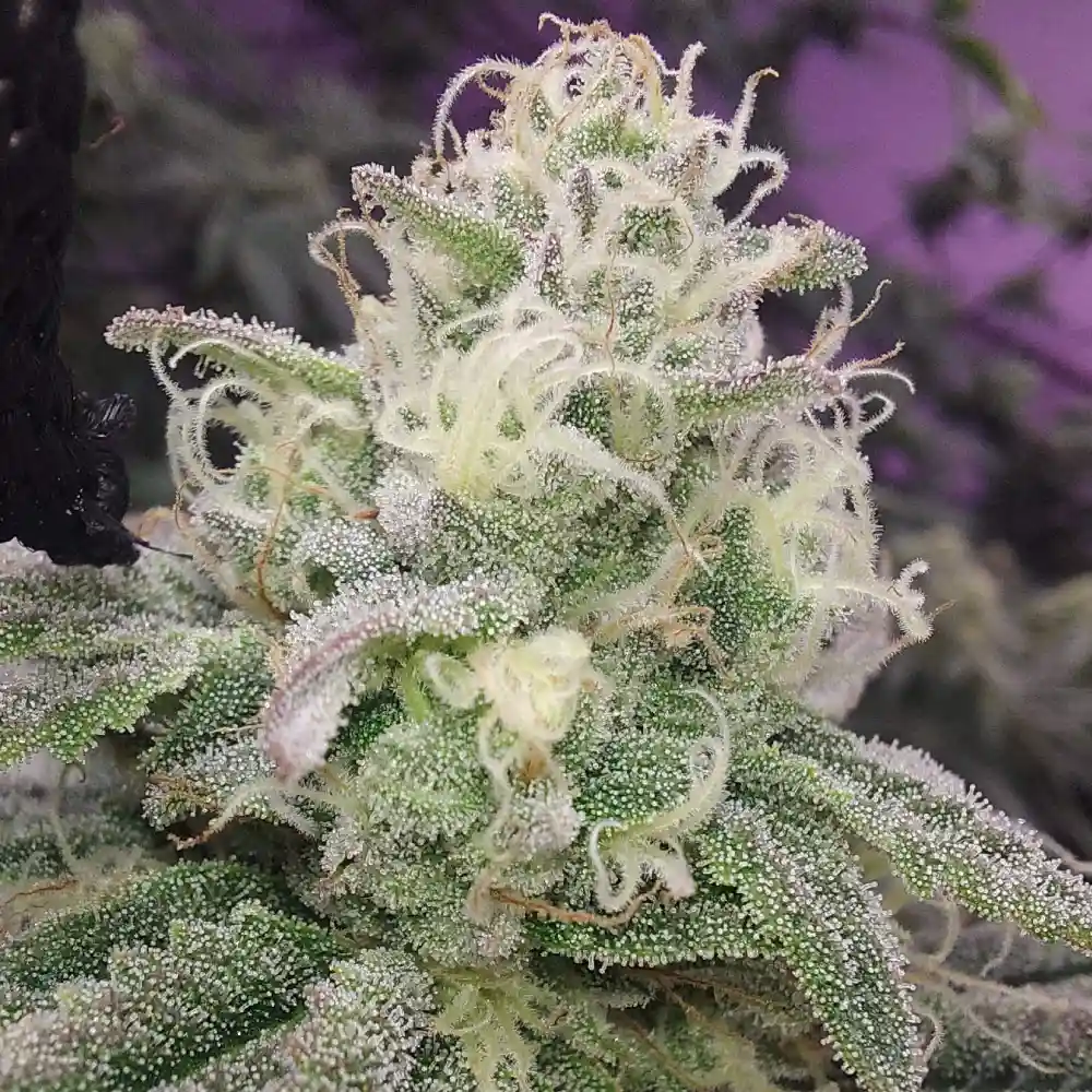 Mac Burger OG Strain plant and its buds