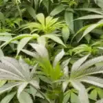 Mac Rillaz F1 Strain plant and its buds