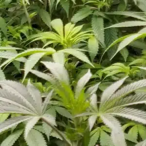 Mac Rillaz F1 Strain plant and its buds