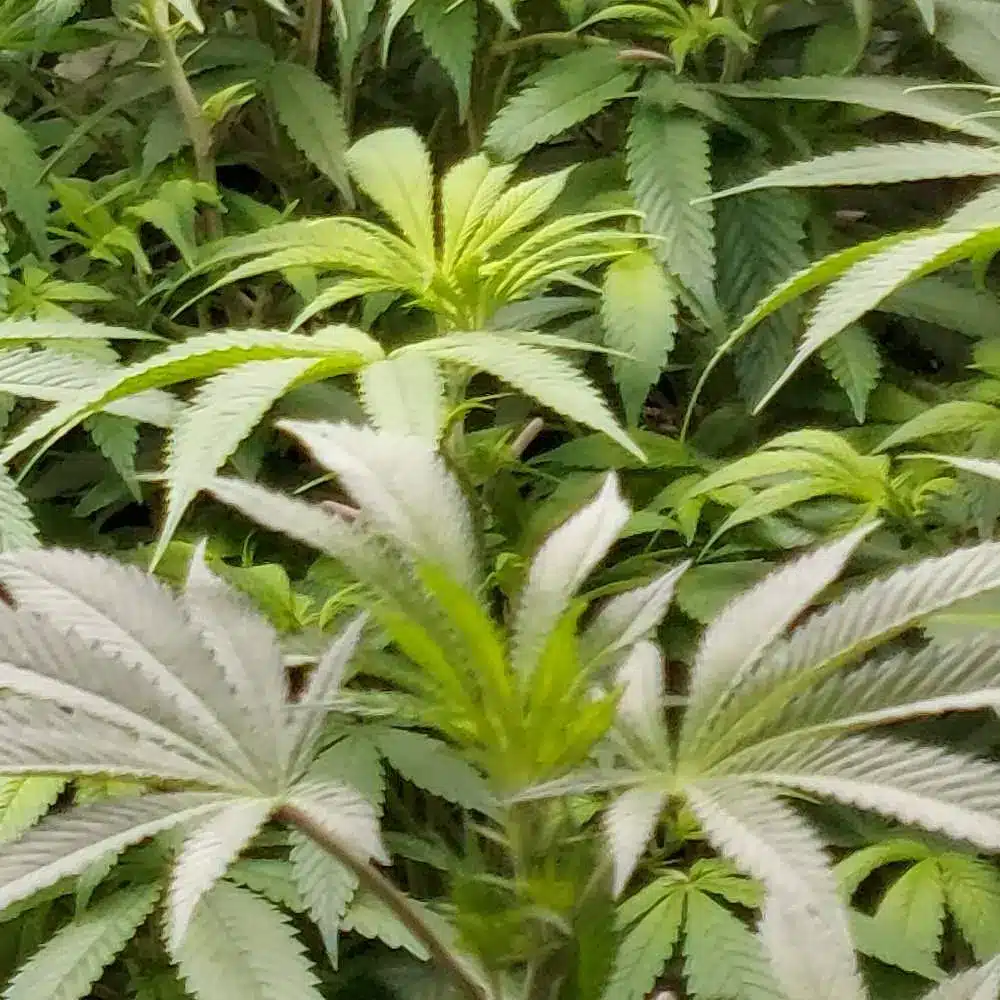 Mac Rillaz F1 Strain plant and its buds