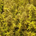 Dense cluster of Northern Lights CBD Autoflower plants with thick buds and vibrant yellow-green leaves.
