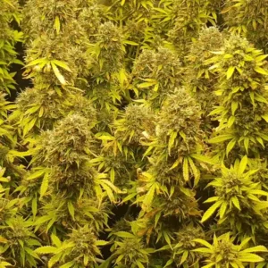 Dense cluster of Northern Lights CBD Autoflower plants with thick buds and vibrant yellow-green leaves.
