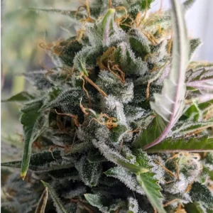 Close-up of Purple Lemon Weed plant showing dense trichomes and brown pistils