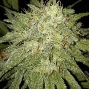 Close-up of Red Dragon Weed plant showcasing dense trichomes and orange pistils.