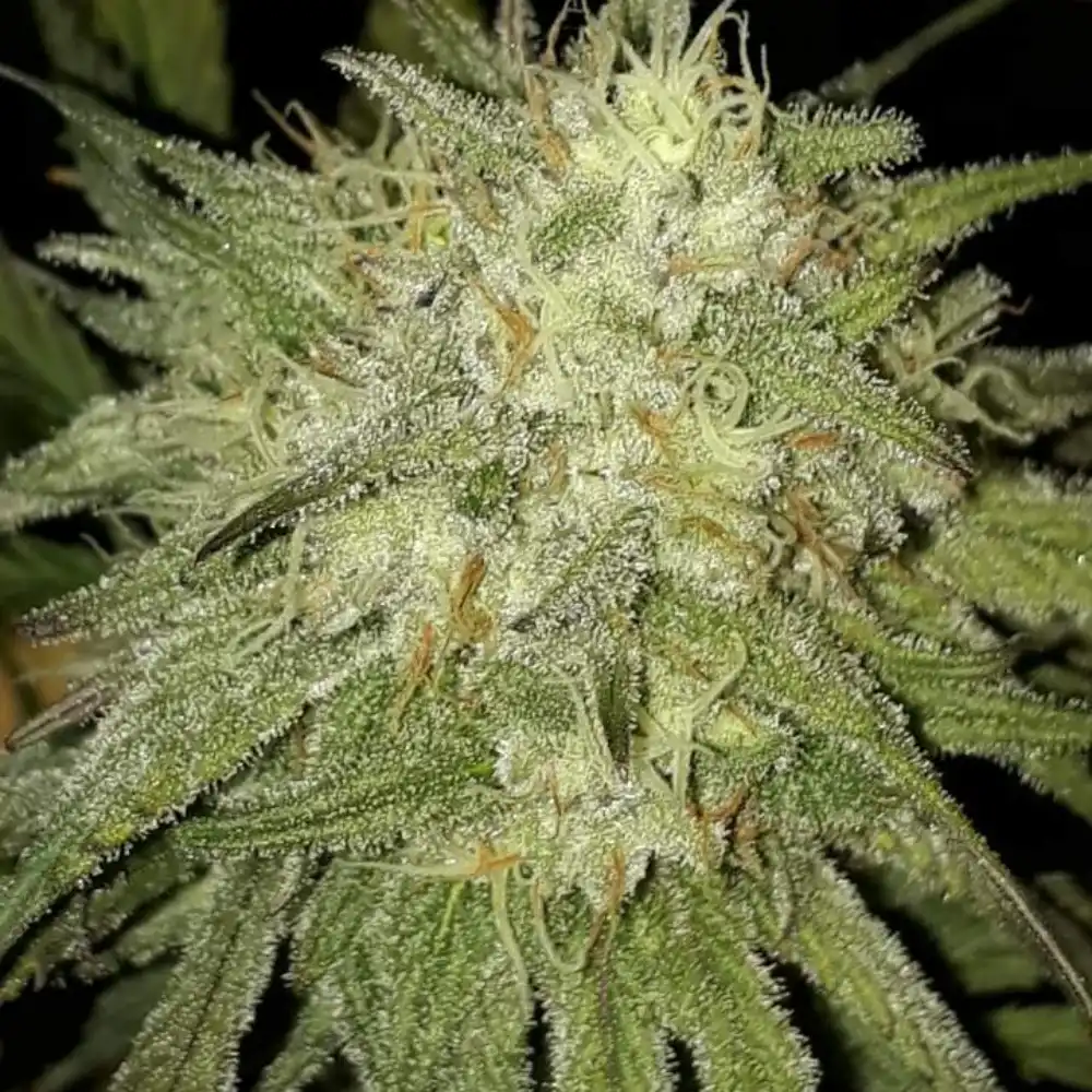 Close-up of Red Dragon Weed plant showcasing dense trichomes and orange pistils.