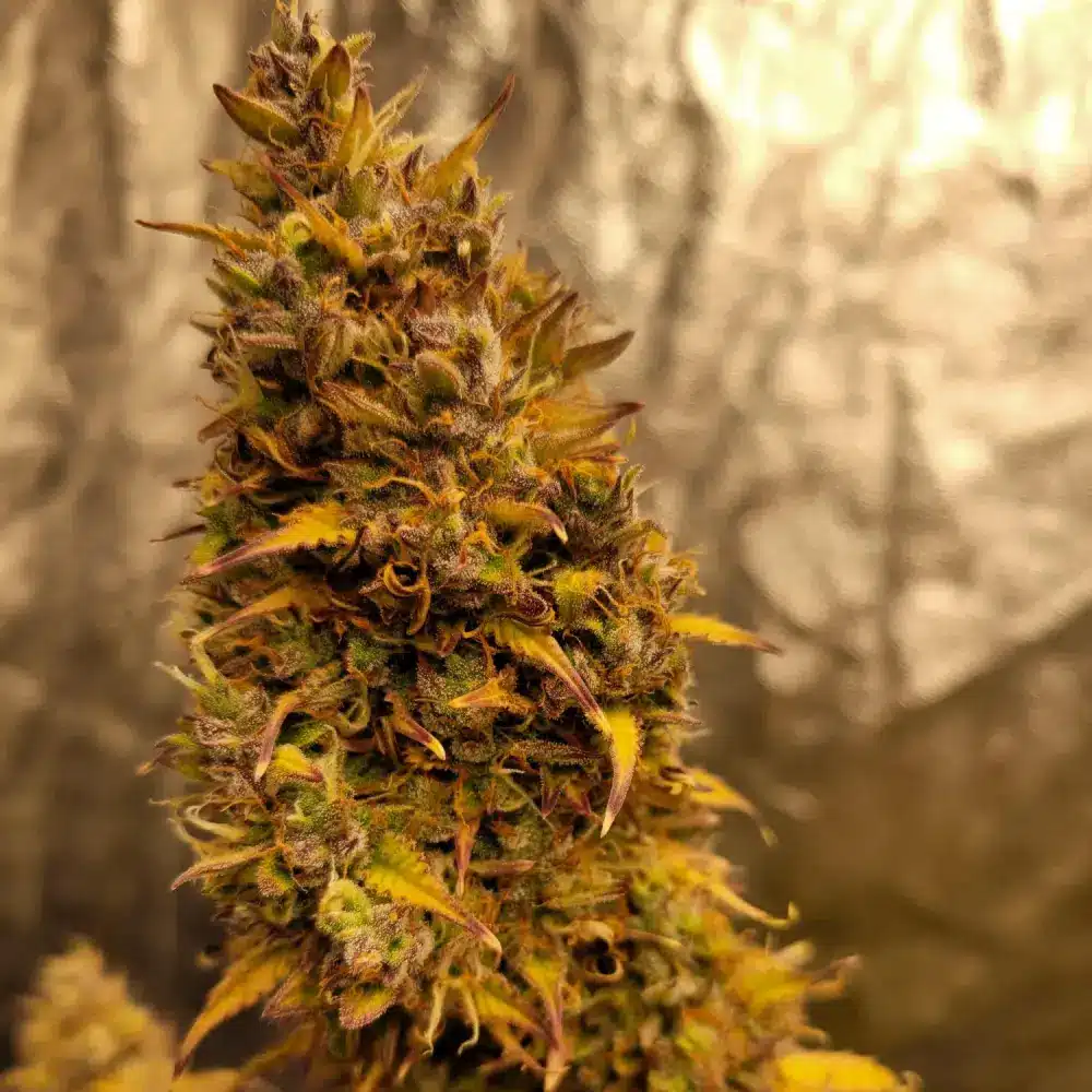 Close-up of Strawberry Banana Autoflowering plant with amber pistils and frosty trichomes under warm lighting
