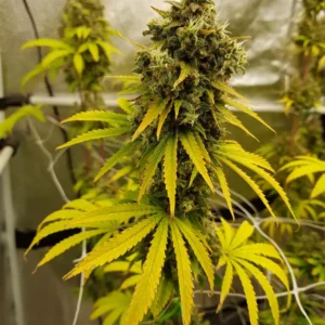 Close-up of Tahoe OG Autoflower plant with vibrant yellow leaves and dense bud structure.