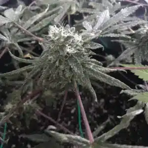 Close-up of Watermelon Zkittlez Weed plant with frosty trichomes and thin white pistils