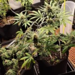 Indoor grow setup of Widow Regular strain with multiple potted cannabis plants under artificial lighting