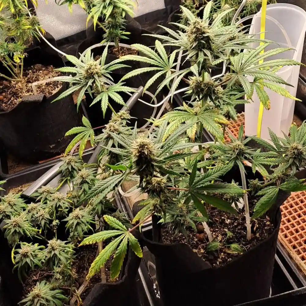 Indoor grow setup of Widow Regular strain with multiple potted cannabis plants under artificial lighting