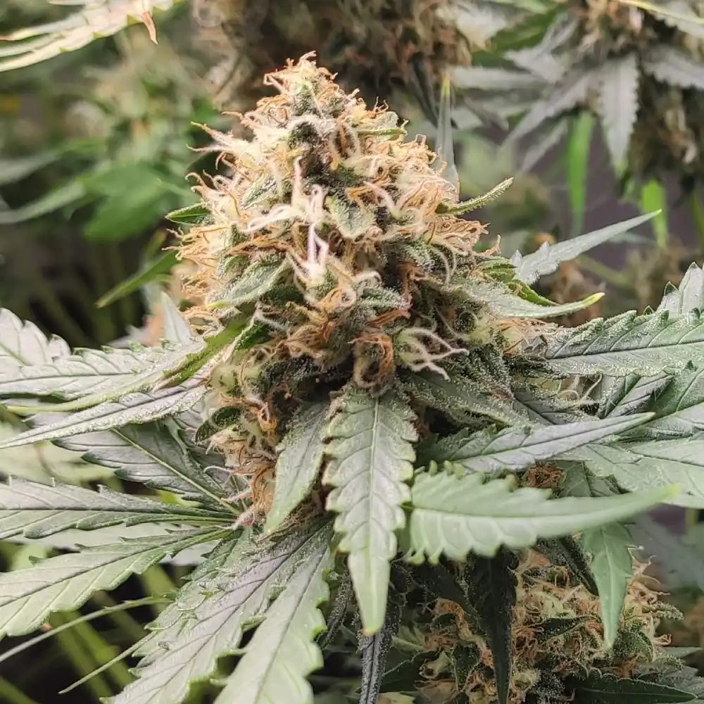 Close-up of Zkittlez cannabis bud with orange pistils and frosty trichomes during the flowering stage.