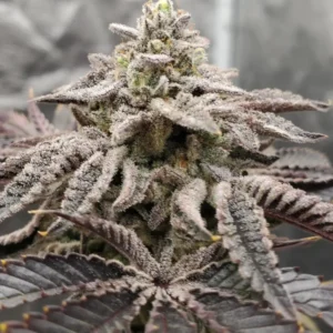 Close-up of Zwonka cannabis bud covered in frosty trichomes with purple-tinged leaves.