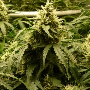 Triple XL Autoflower cannabis plant in vegetative stage with dense foliage and light green buds.