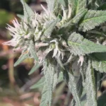 Close-up of Sugar Haze Regular cannabis plant showing frosty trichomes and light green leaves