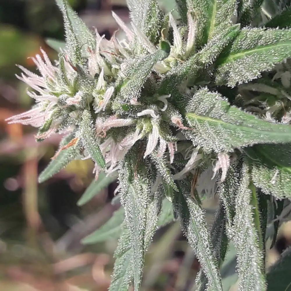 Close-up of Sugar Haze Regular cannabis plant showing frosty trichomes and light green leaves