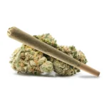 Gumbo pre-roll cannabis joint paired with aromatic buds offering rich, earthy flavors.