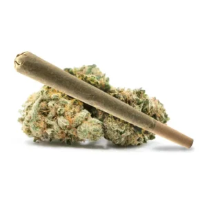 Gumbo pre-roll cannabis joint paired with aromatic buds offering rich, earthy flavors.