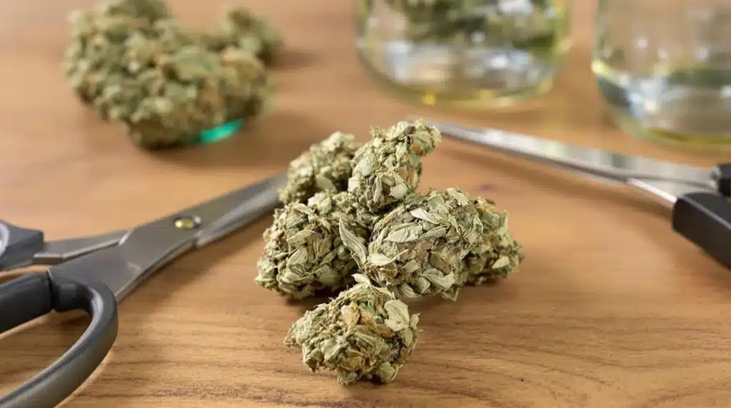 Harvested cannabis buds ready for curing, showcasing the quality of the flower.