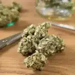 Harvested cannabis buds ready for curing, showcasing the quality of the flower.