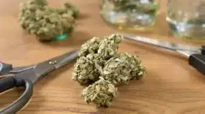 Harvested cannabis buds ready for curing, showcasing the quality of the flower.