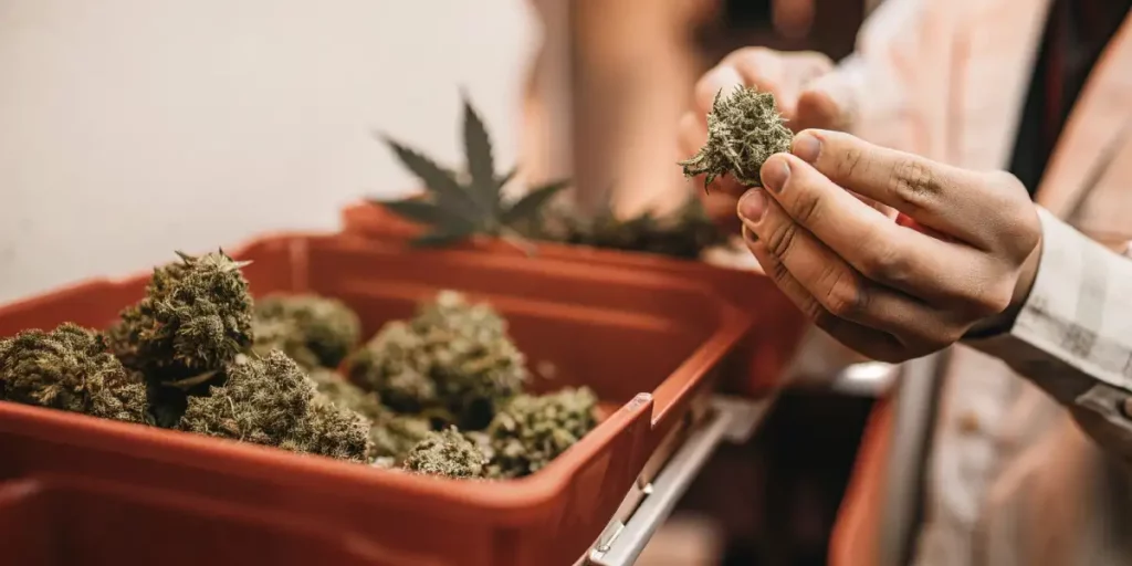 Person harvesting diesel cannabis buds from a collection tray.