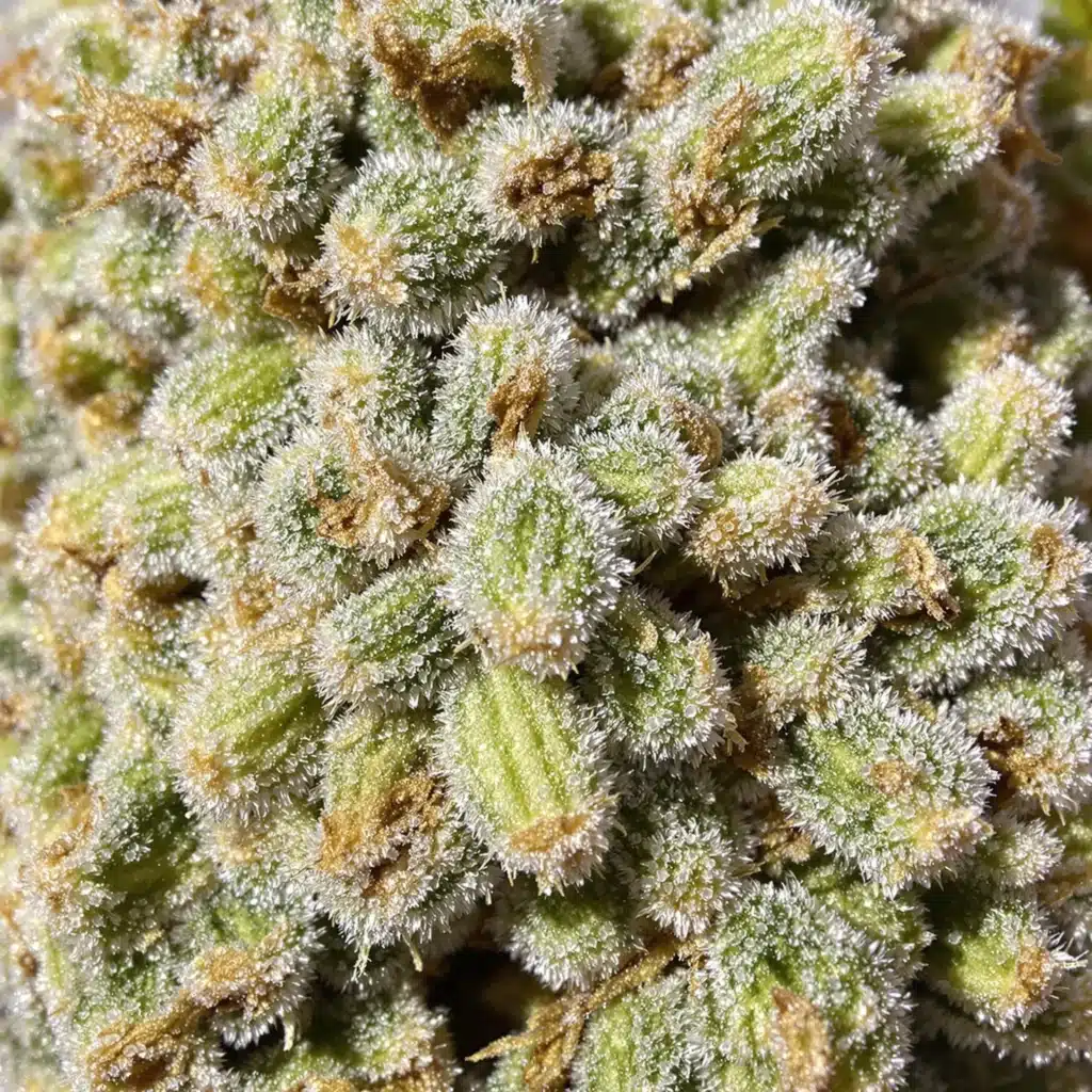 Close-up of frosty cannabis buds with sparkling trichomes, representing the highest THCA flower and its exceptional potency.