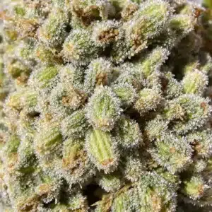 Close-up of frosty cannabis buds with sparkling trichomes, representing the highest THCA flower and its exceptional potency.