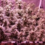 How To Grow Colombian Gold Regular Strain