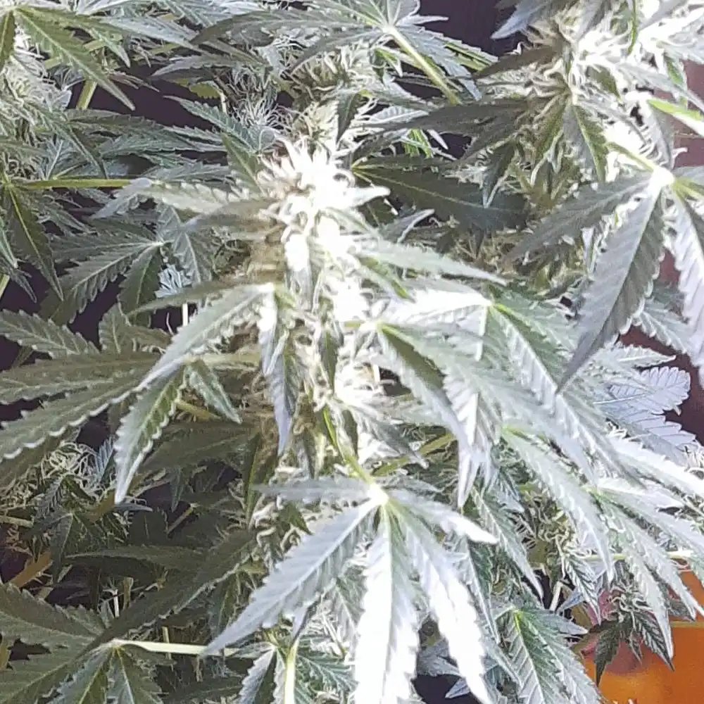 How To Grow Cream Candy Autoflowering.webp