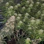 How To Grow Deelite Auto