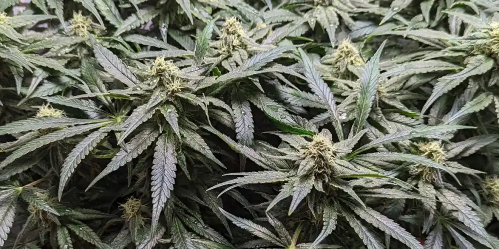 How To Grow God's Gift