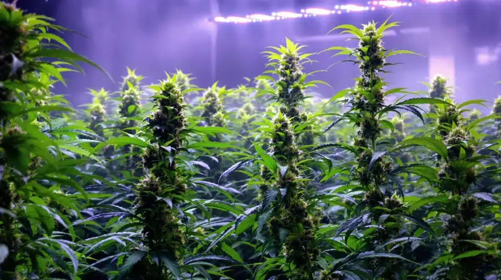 Cannabis plants growing in an indoor setup with high lights, ideal for cultivating top sativas.