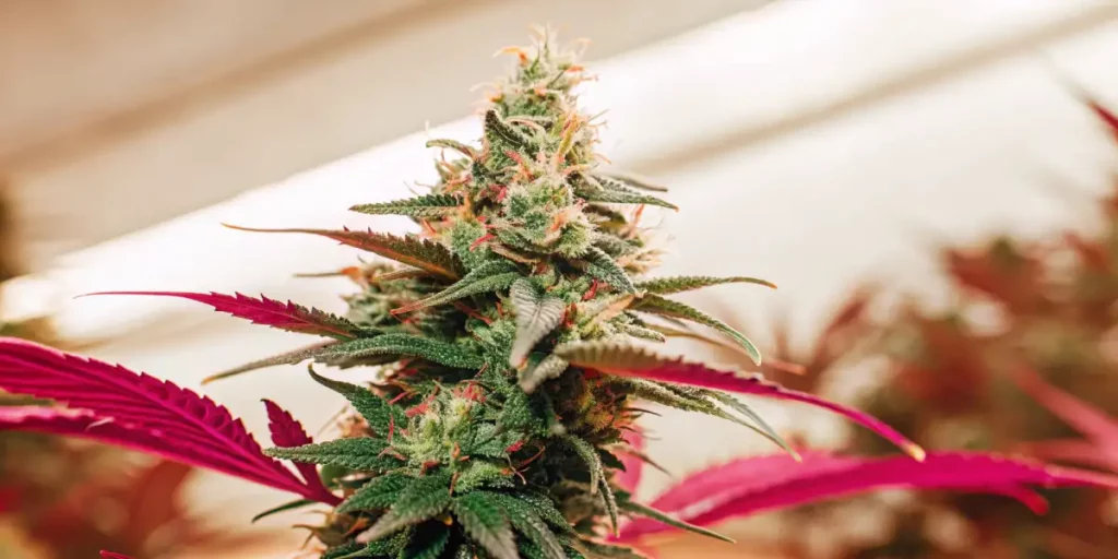 Indoor cannabis plant with red leaves, dense buds, and visible trichomes in a cultivation space.